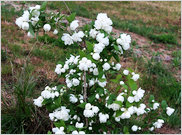 Blumenbeete Straeucher