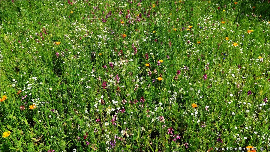 Blumenwiese