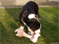 11-20-noch-ist-es-ein-Knochen