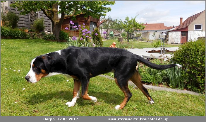 Harpo Grosser Schweizer Sennenhund, 2017 05 12 