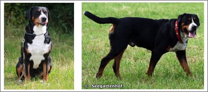Emilia und Chero Grosse-Schweizer-Sennenhunde