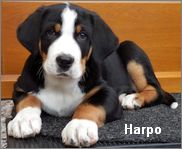 Welpe Harpo, ein Grosser Schweizer Sennenhund