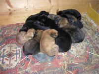 02-13-Junge-Hunde