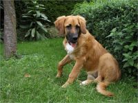 14-Hund-Katze-Hase