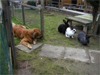 18-Hund-Katze-Hase