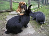 21-Hund-Katze-Hase