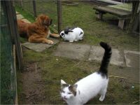 29-Hund-Katze-Hase
