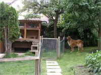 34-Hund-Katze-Hase