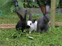 41-Hund-Katze-Hase