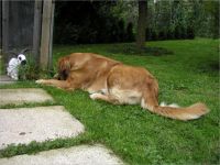 43-Hund-Katze-Hase
