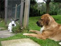 44-Hund-Katze-Hase