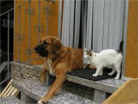 46-Hund-Katze-Hase