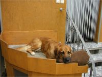52-Hund-Katze-Hase