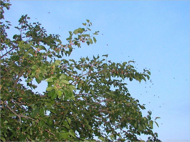 Junikäfer am Maulbeerbaum