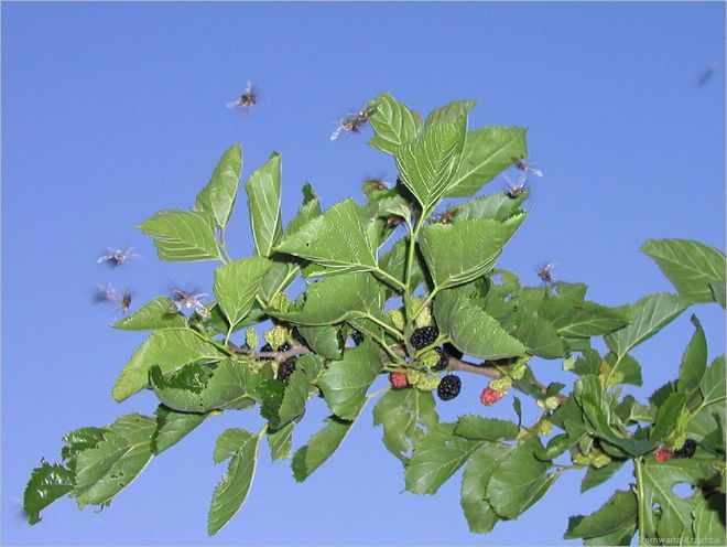 Junikäfer an den Maulbeeren