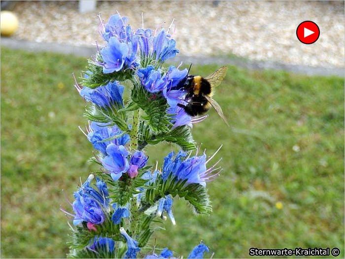 Hummel am Natternkopf