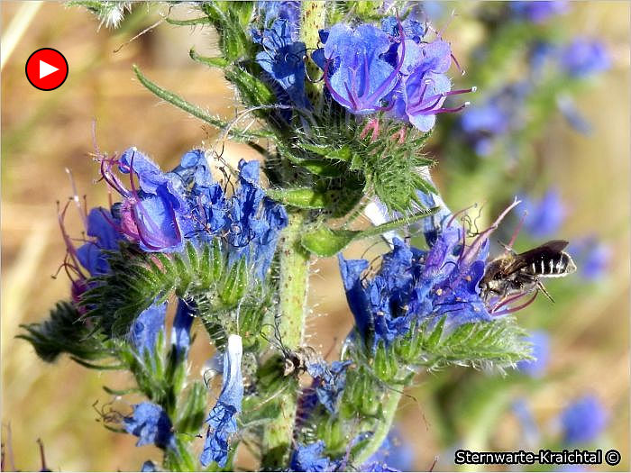 Insekten Natternkopf