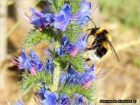 24-Natternkopf-Insekten