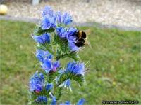 25-Natternkopf-Insekten