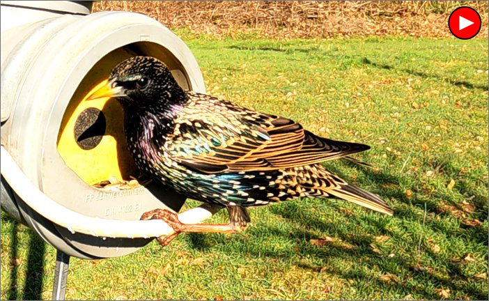 Video-Voegel Futtersilo Star 2023 03 Voegel Futtersilo Star 2023 03