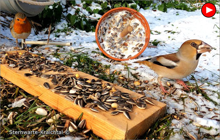 Video-Wildvoegel 12 2022 Voegel Boden