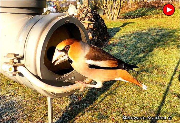 Video-Voegel Futtersilo 2022 2023 01 Voegel Futtersilo 01