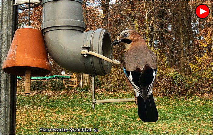 Video-Voegel Futtersilo 2022 2023 02 Voegel Futtersilo 02