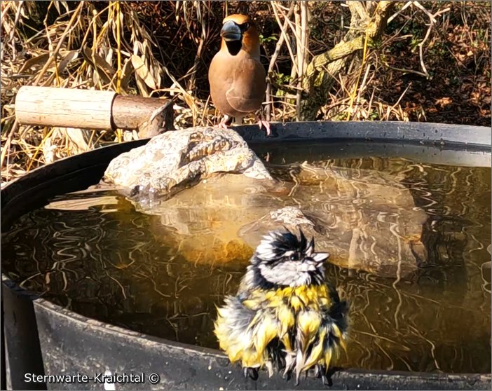 Blaumeise badet 03 2023