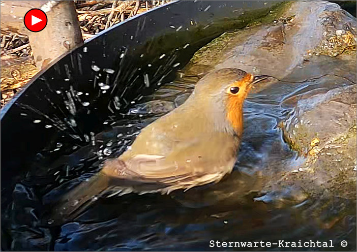 Rotkehlchen Kohlmeise baden