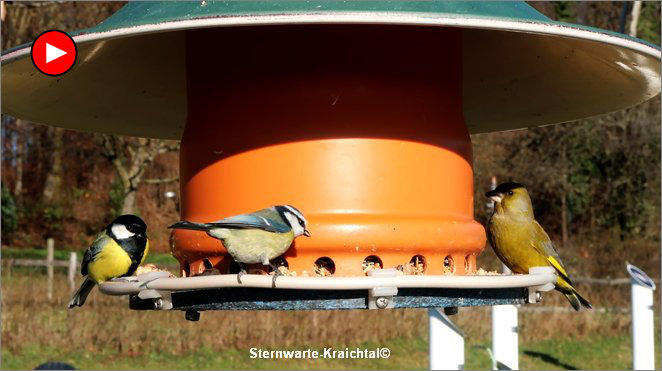 Video Vogel Futterlampe