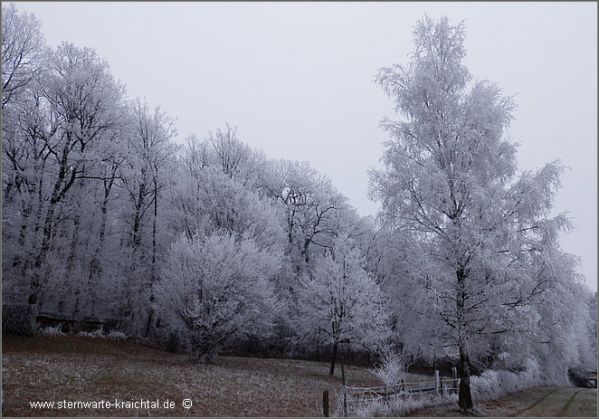 Eiszeit am Waldrand