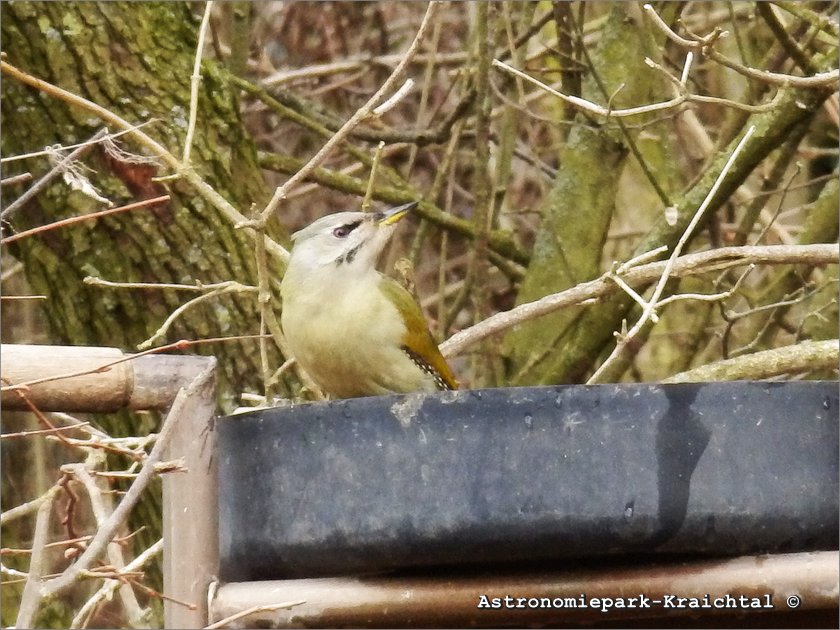Grauspecht Vogeltraenke
