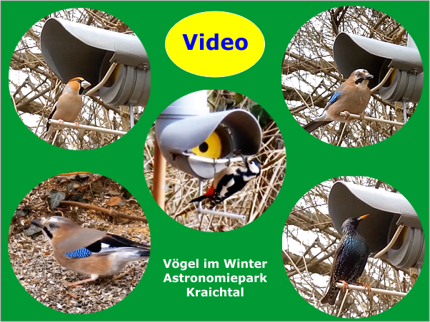 Video: Voegel im Winter